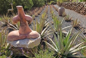 Fuerteventa: gita di mezza giornata alle grotte dei pirati di Ajuy e alla fabbrica di aloe