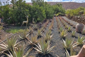Fuerteventa: gita di mezza giornata alle grotte dei pirati di Ajuy e alla fabbrica di aloe