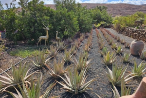 Fuerteventa: Ajuy Pirate Caves & Aloe Factory Halvdagstur