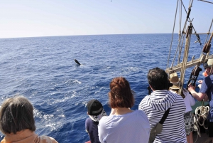 Fuerteventura: 4-Hour Pirate Sailing Adventure