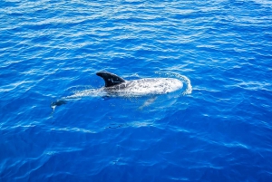 Fuerteventura : Boat Rental without skipper