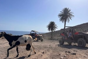 Fuerteventura : Buggy tour in the south of the island