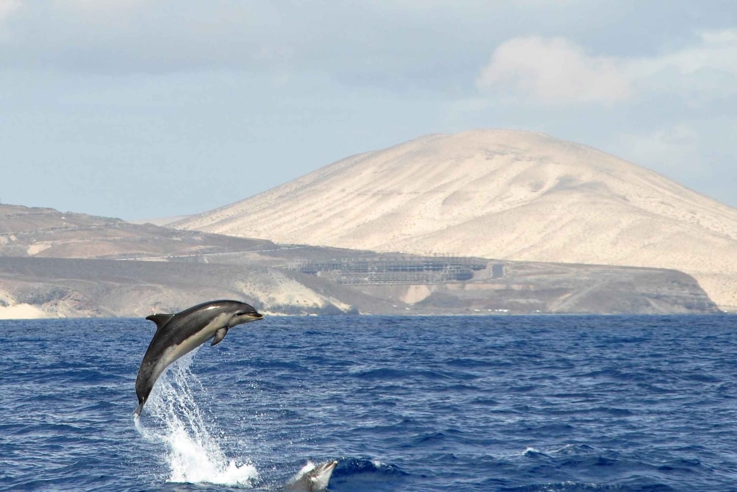 Fuerteventura: Catamarán navegación a vela y delfines.