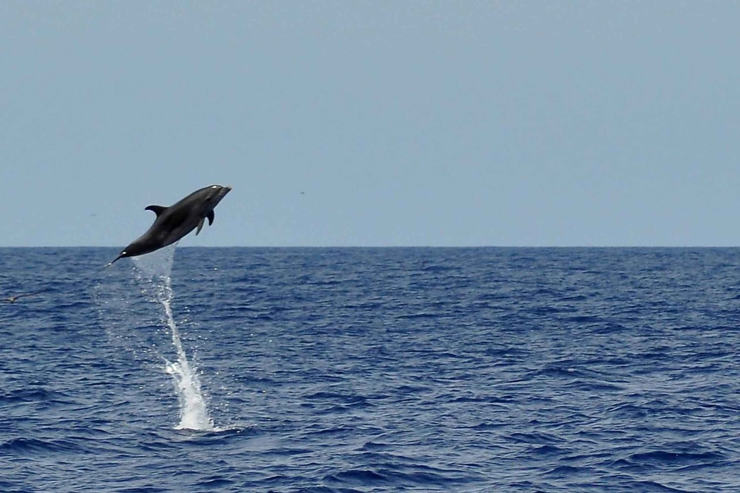 Fuerteventura: Catamarán navegación a vela y delfines.