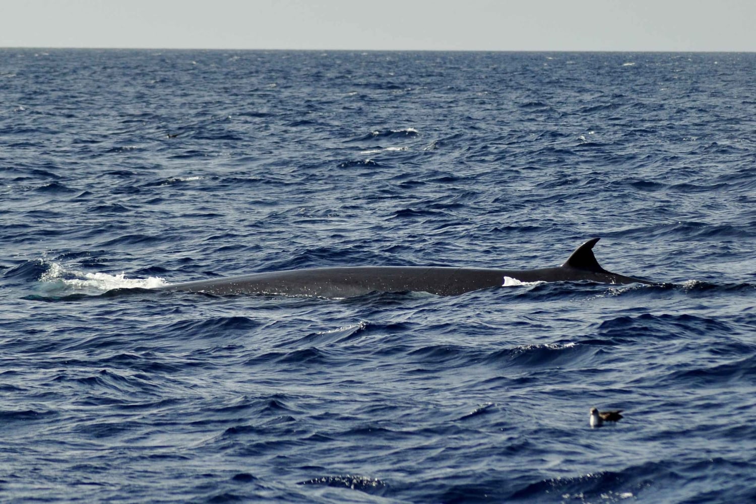 Fuerteventura: Catamarán navegación a vela y delfines.