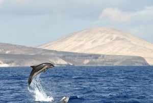 Fuerteventura: Catamarán navegación a vela y delfines.