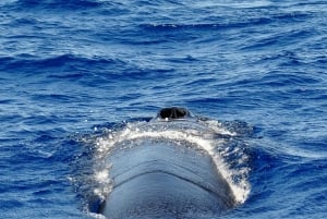 Fuerteventura: Catamarán navegación a vela y delfines.