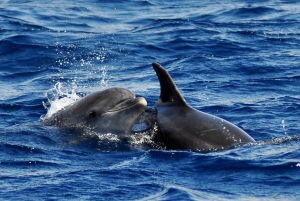 Fuerteventura: Catamarán navegación vela. Máximo 10 personas