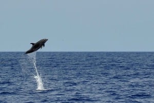 Fuerteventura: Catamarán navegación vela. Máximo 10 personas