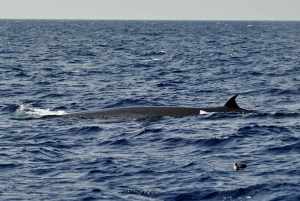 Fuerteventura: Catamarán navegación vela. Máximo 10 personas