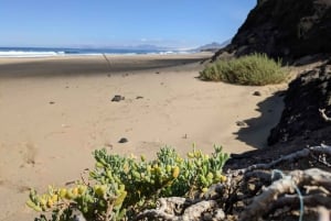 Fuerteventura: RUTA DE SENDERISMO POR EL COFETE: recogida en el SUR