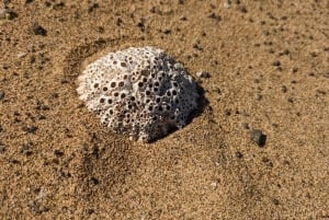 Fuerteventura: RUTA DE SENDERISMO POR EL COFETE: recogida en el SUR