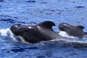 Fuerteventura: Dolphin watching and Lobo Island Combo Cruise