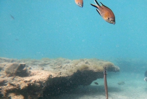 Fuerteventura : Discover Scuba Diving