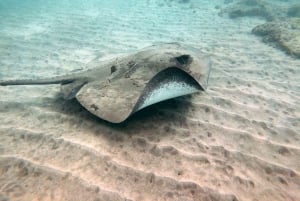Fuerteventura: Upptäck scubadykning