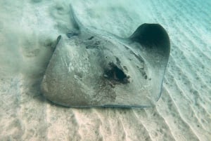 Fuerteventura: Upptäck scubadykning