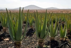 Fuerteventura: Discovery Tour