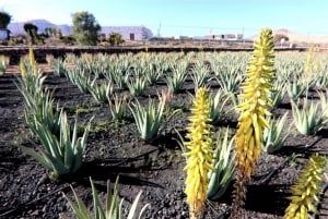 Fuerteventura: Flavors