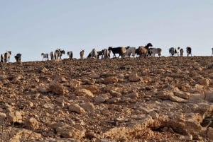 Workshop di formaggio di capra gourmet a Fuerteventura