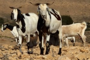 Workshop di formaggio di capra gourmet a Fuerteventura