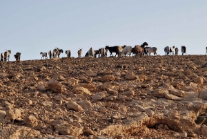 フエルテベントゥラ・ワークショップ・ゴートチーズ・グルメ