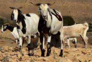 フエルテベントゥラ・ワークショップ・ゴートチーズ・グルメ