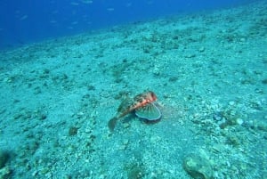 Fuerteventura: Guided Snorkeling in La Lajita with Pickup