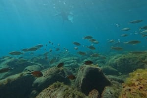 Fuerteventura: Guided Snorkeling in La Lajita with Pickup