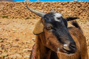 Fuerteventura: Guided Trekking Tour with Island Goats