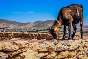 Fuerteventura: Guided Trekking Tour with Island Goats