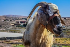 Fuerteventura: Guided Trekking Tour with Island Goats