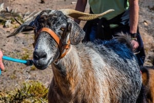 Fuerteventura: Guided Trekking Tour with Island Goats