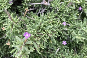 Fuerteventura Escursione sul monte sacro El Cardon