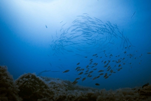 Fuerteventura: Introductory Dive in La Lajita with Pickup