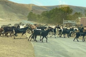 Fuerteventura: Island Highlights Guided VIP Sightseeing Tour