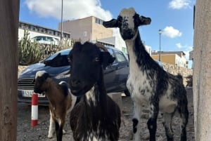 Fuerteventura: Private Grand VIP-Tour auf der Insel. Max. 4 Personen
