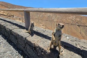 Fuerteventura: Island Tour by Minibus