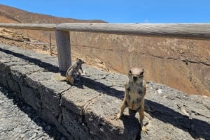 Fuerteventura: Island Tour by Minibus