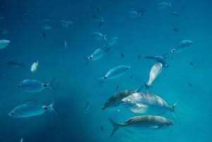 Fuerteventura: Lobos Island Oby Catamaran Cruise