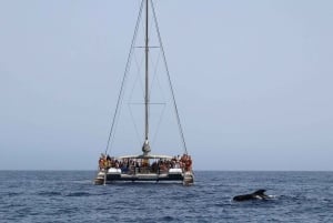 Fuerteventura: Magic Catamaran Trip with Food and Drinks