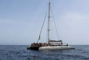 Fuerteventura: Magic Catamaran Trip with Food and Drinks