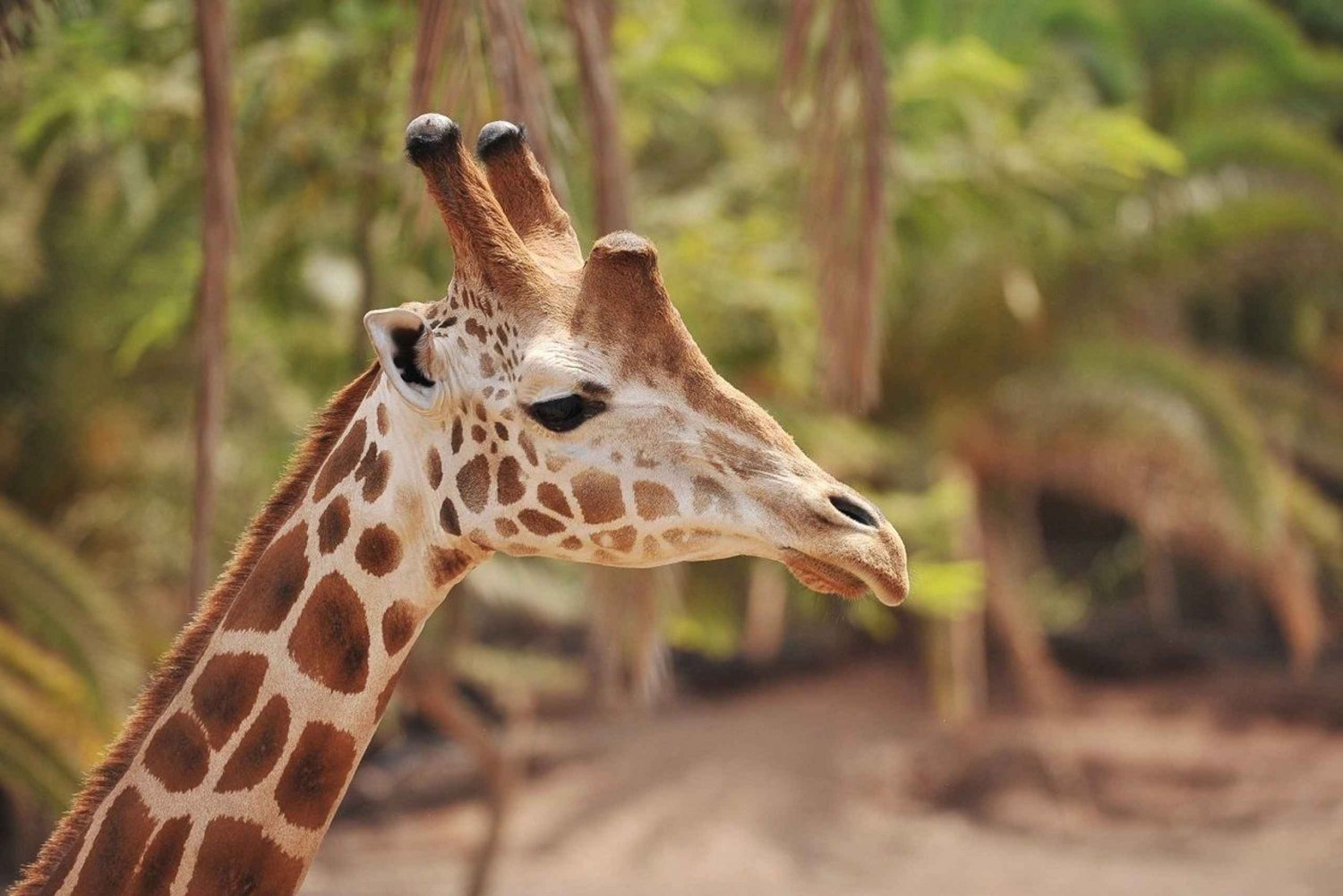 Fuerteventura: Ingresso para o Oasis Wildlife