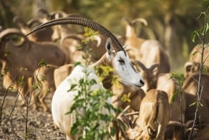 Fuerteventura: Oasis Wildlife Entry Ticket