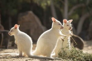 Fuerteventura: Oasis Wildlife Entry Ticket