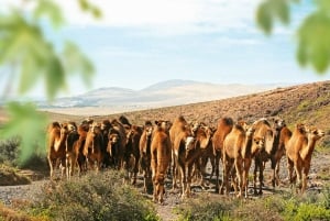 Fuerteventura: Oasis Wildlife Entry Ticket