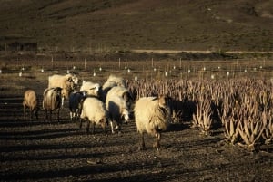 Fuerteventura Organic Farm Guided Tour w/ optional lunch