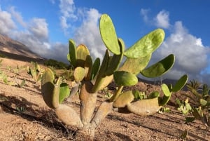 Fuerteventura: Tapas and Local Life Guided Tour