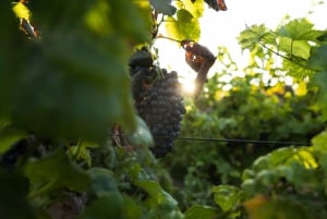 Fuerteventura: Tour of Bodega Conatvs Vineyard with Tasting