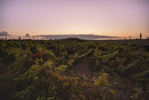 Fuerteventura: Tour of Bodega Conatvs Vineyard with Tasting