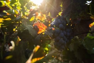 Fuerteventura: Tour of Bodega Conatvs Vineyard with Tasting